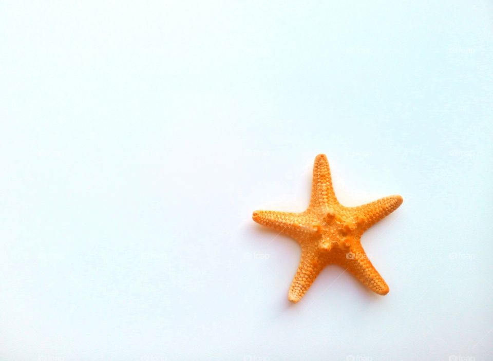 Starfish, No Person, Nature, Christmas, Summer