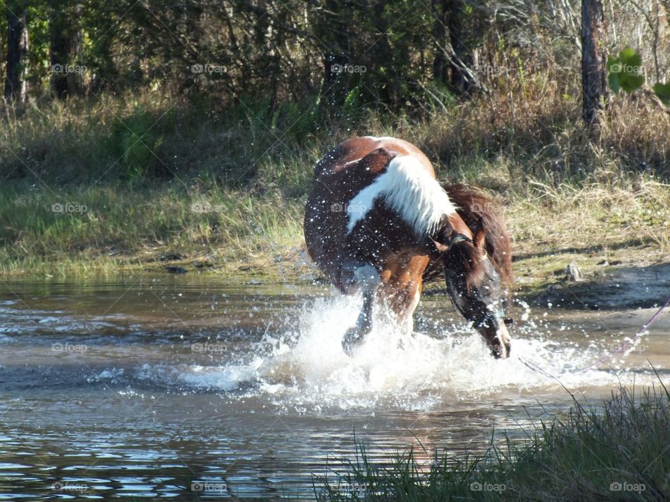 Horsing around...