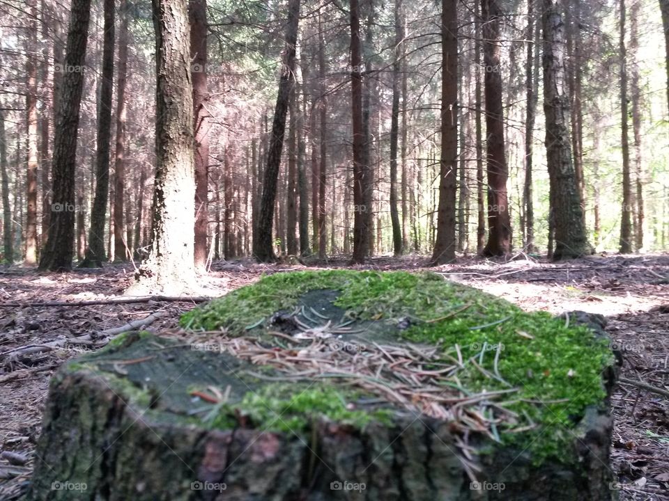 Felled tree in forest. Enjoy mazovian forest