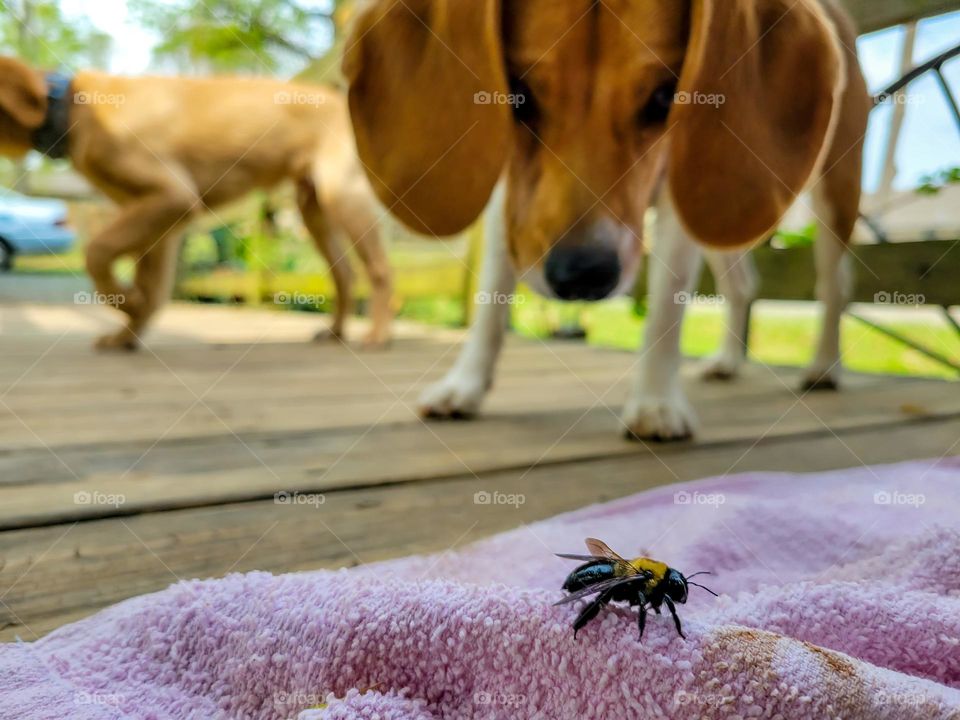 beagle puppy meets bee