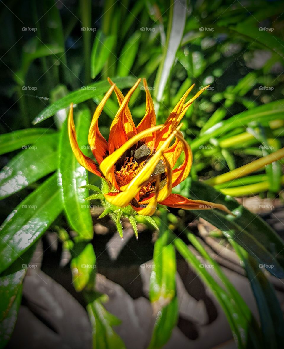 sunshinehasleftthisflower2