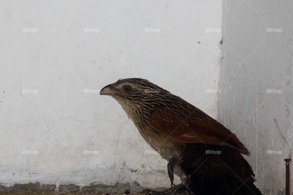Centropus bengalensis. Lesser sunda - coucal. Juvenil plumage bird of coucal. The bird got accident for glading at the wall. Kindly soliter bird category and the habitat of outside the bush forest .
