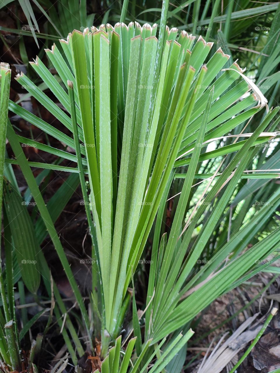 Tree leaves