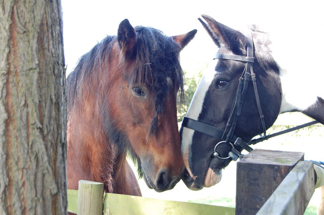italy nature horses summer by becky