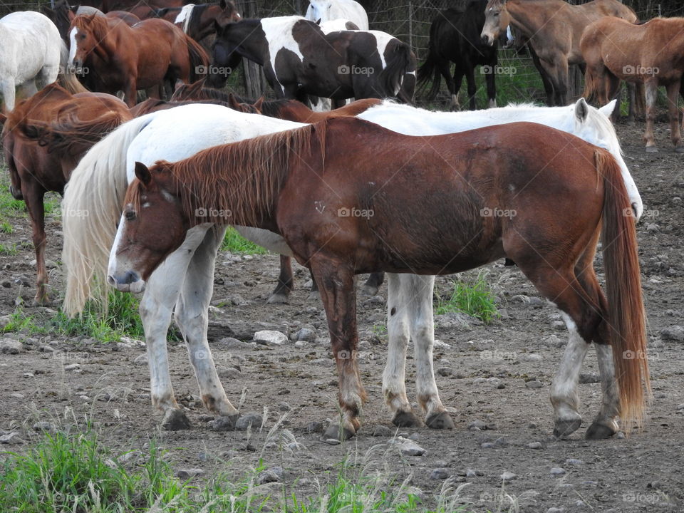 majestic horses 