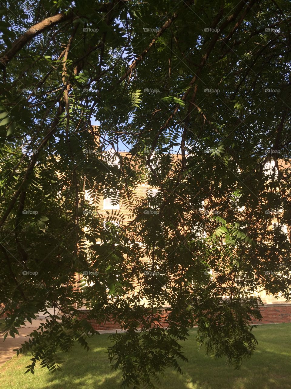 Building through the sunny canopy of a tree
