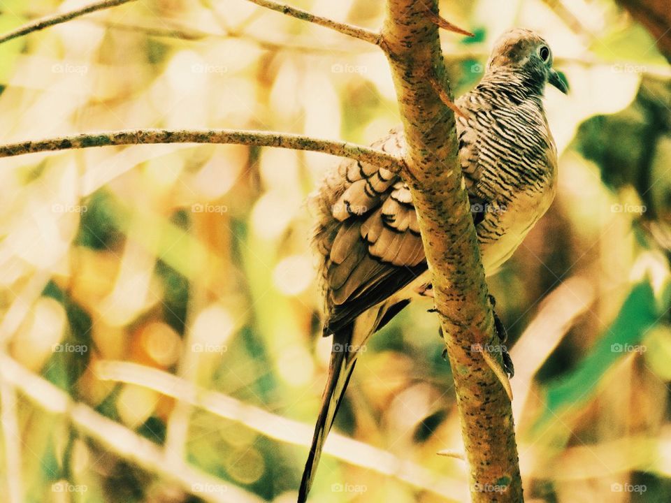 Zebra Dove