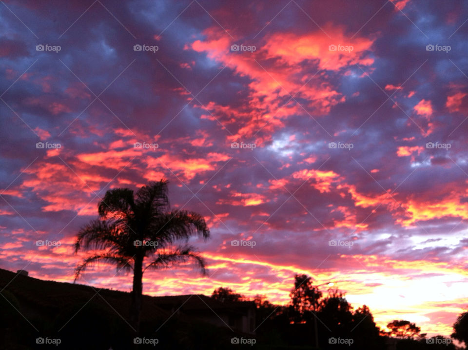 red tree sunset palm by kenglund