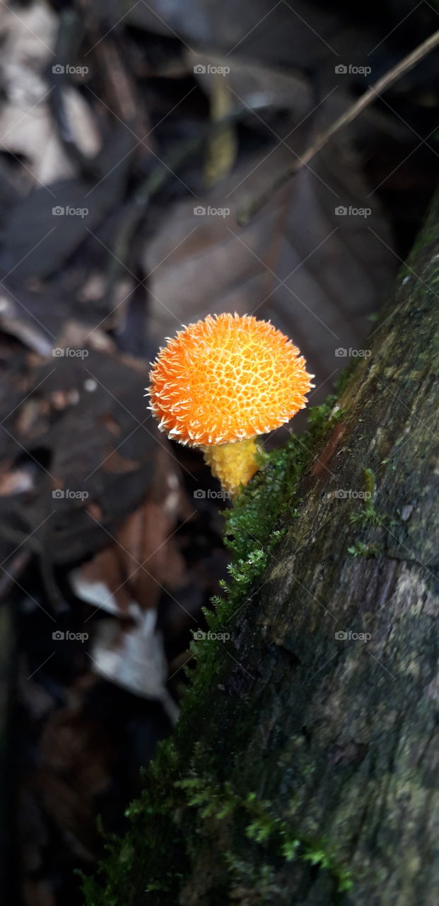 orange mushroom