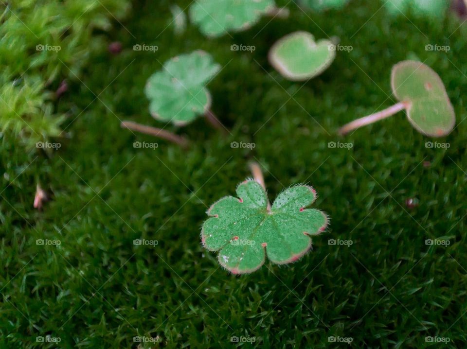 Leaf of green plant on moss.