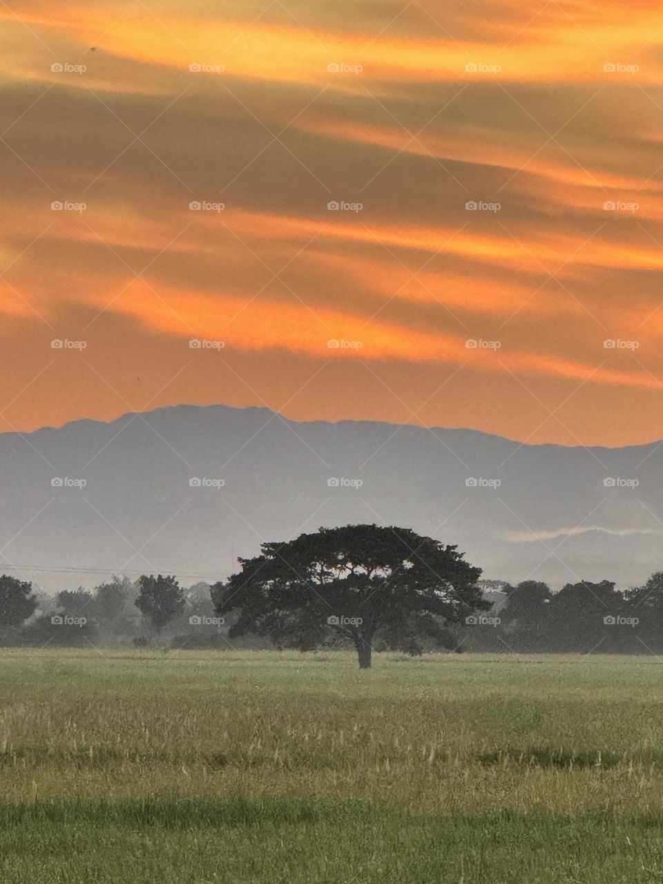 Alone tree with a beautiful sunrise color background