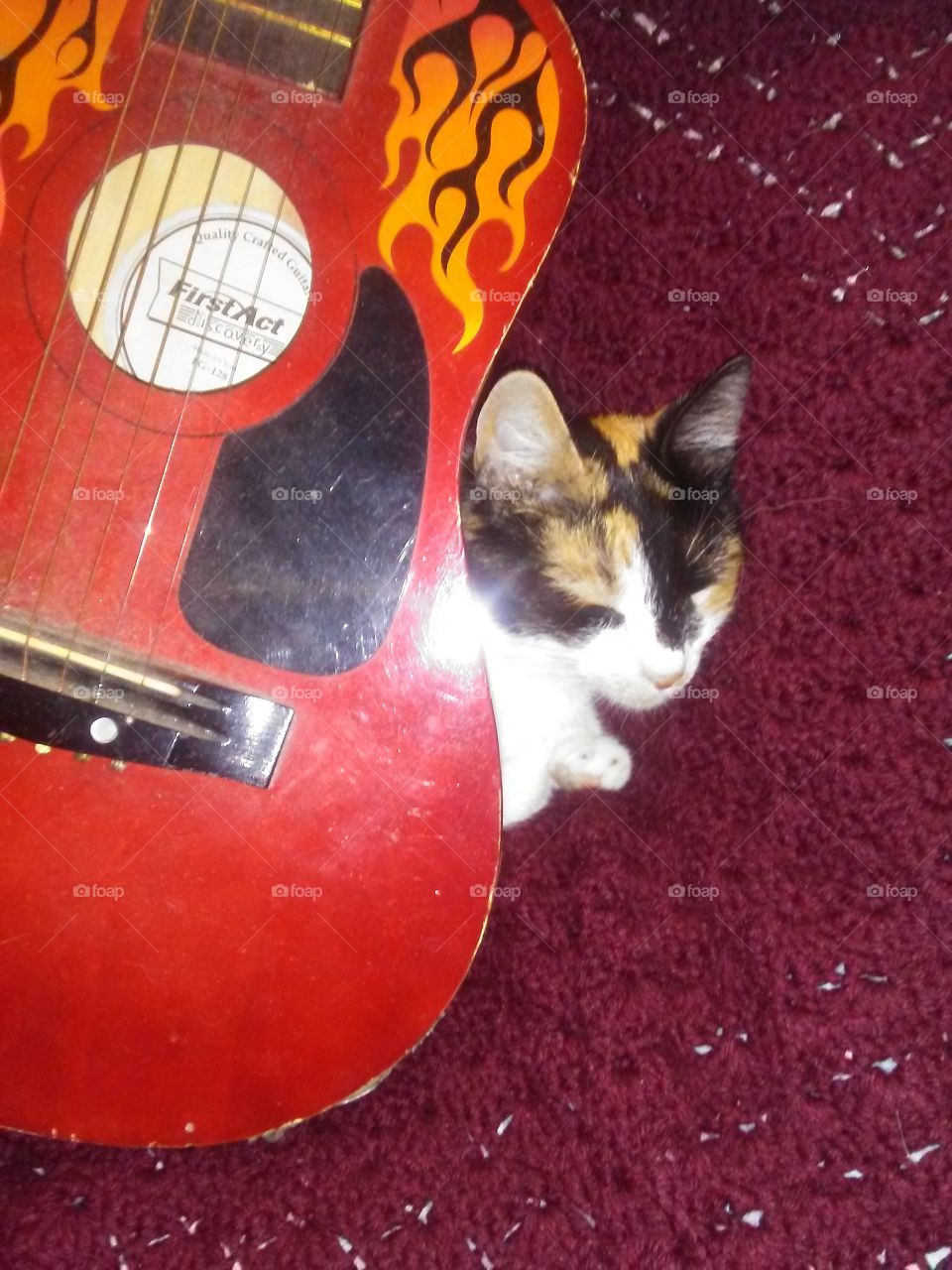 cat sleeping by a guitar