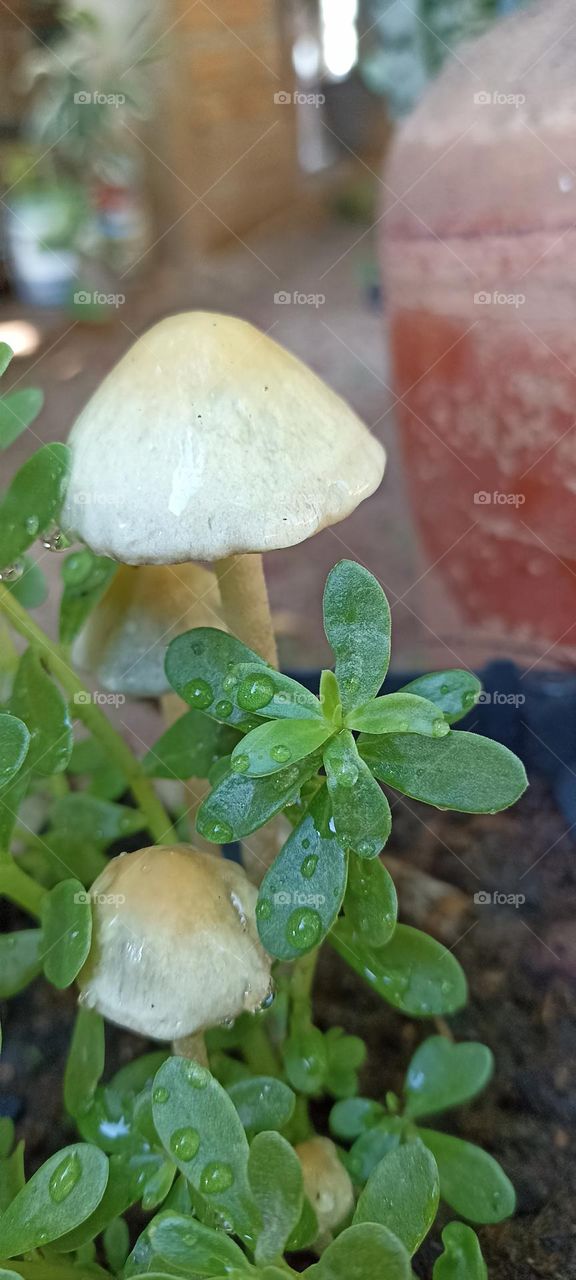 garden mushrooms