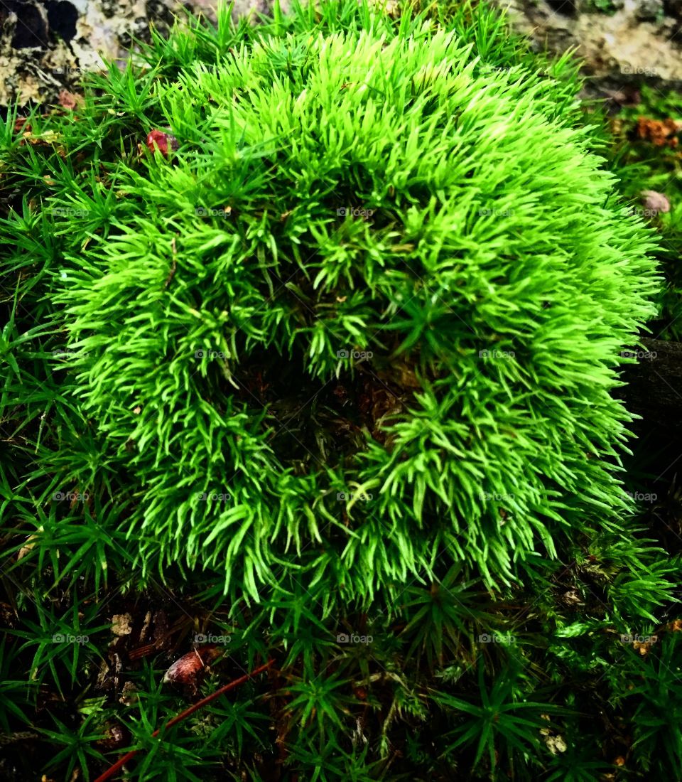 Heart in nature in moss 