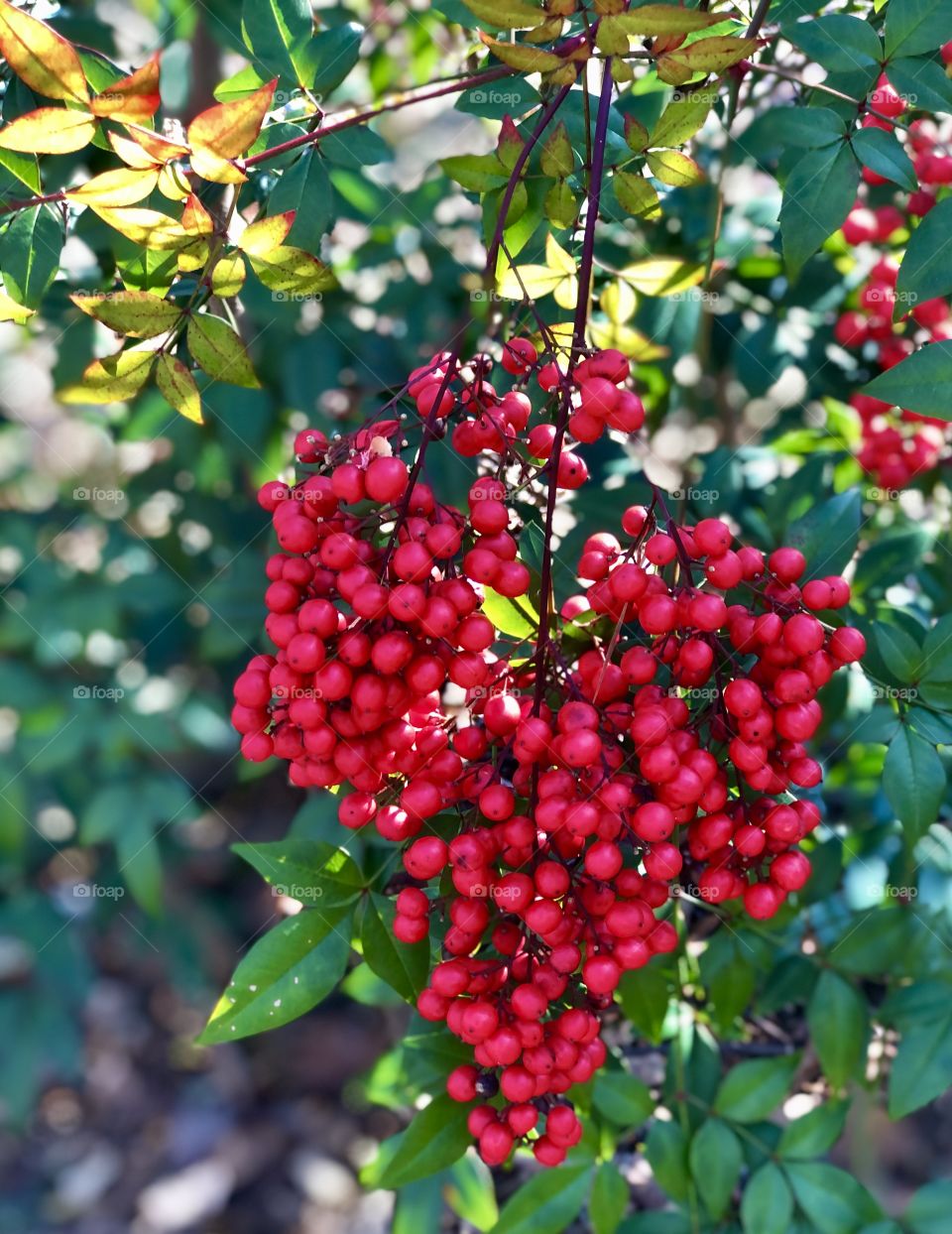 Cluster of nandina berries in dappled sunlight 