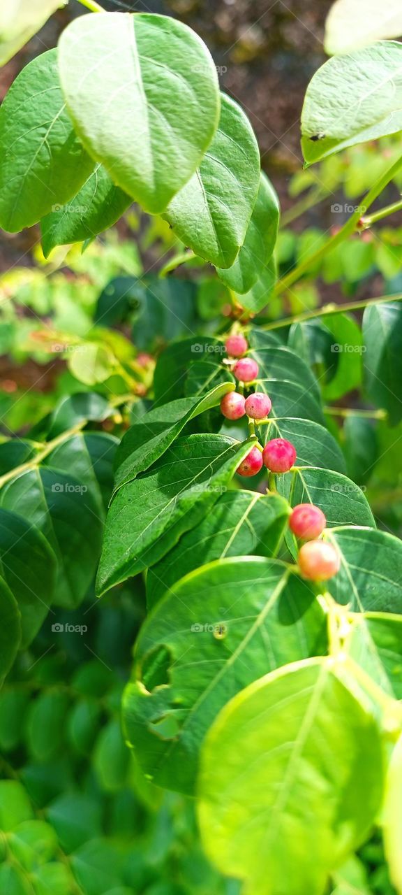 Fruits on tree branch of Glochidion littorale, it's getting red colour, closeup view
