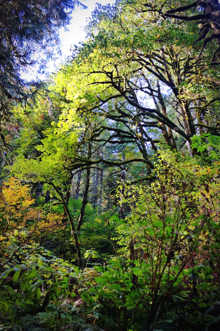 temperate canopy