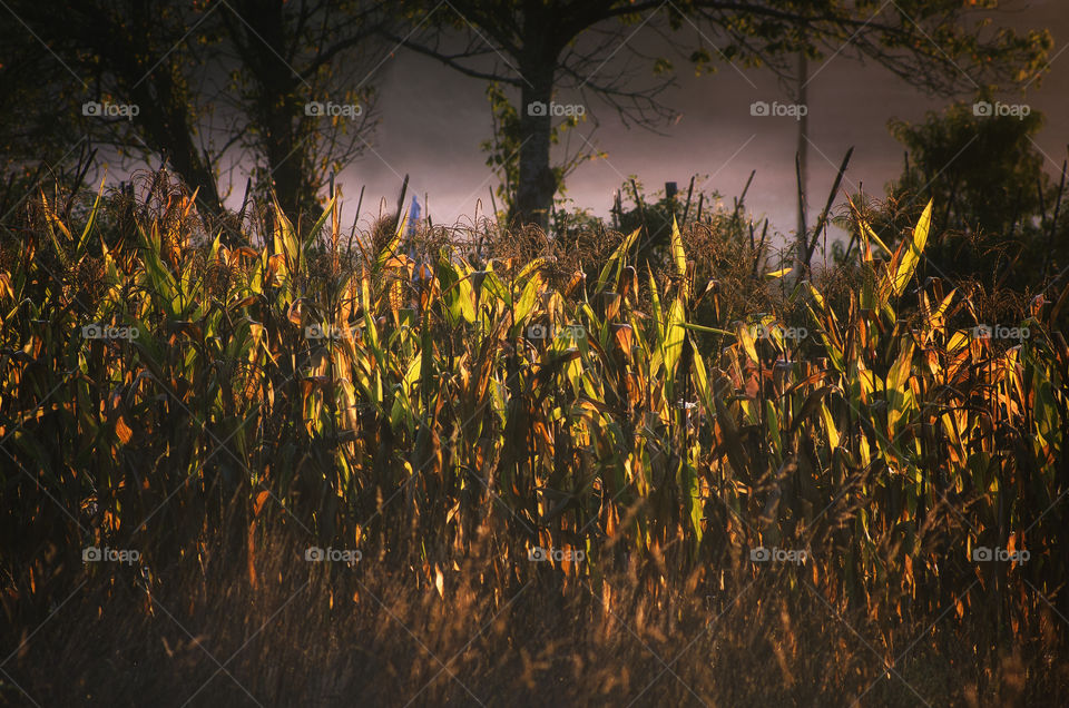 corn during sunrise