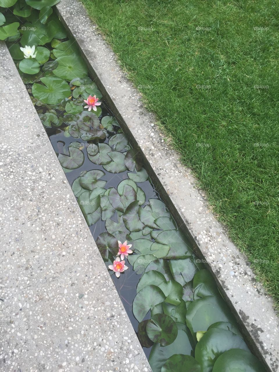 Water lilies in Venice