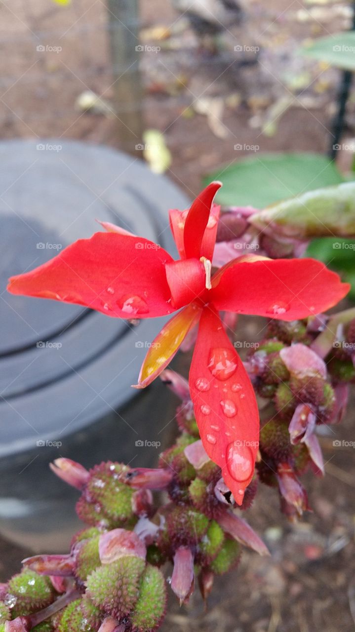 red flower. wet red flower