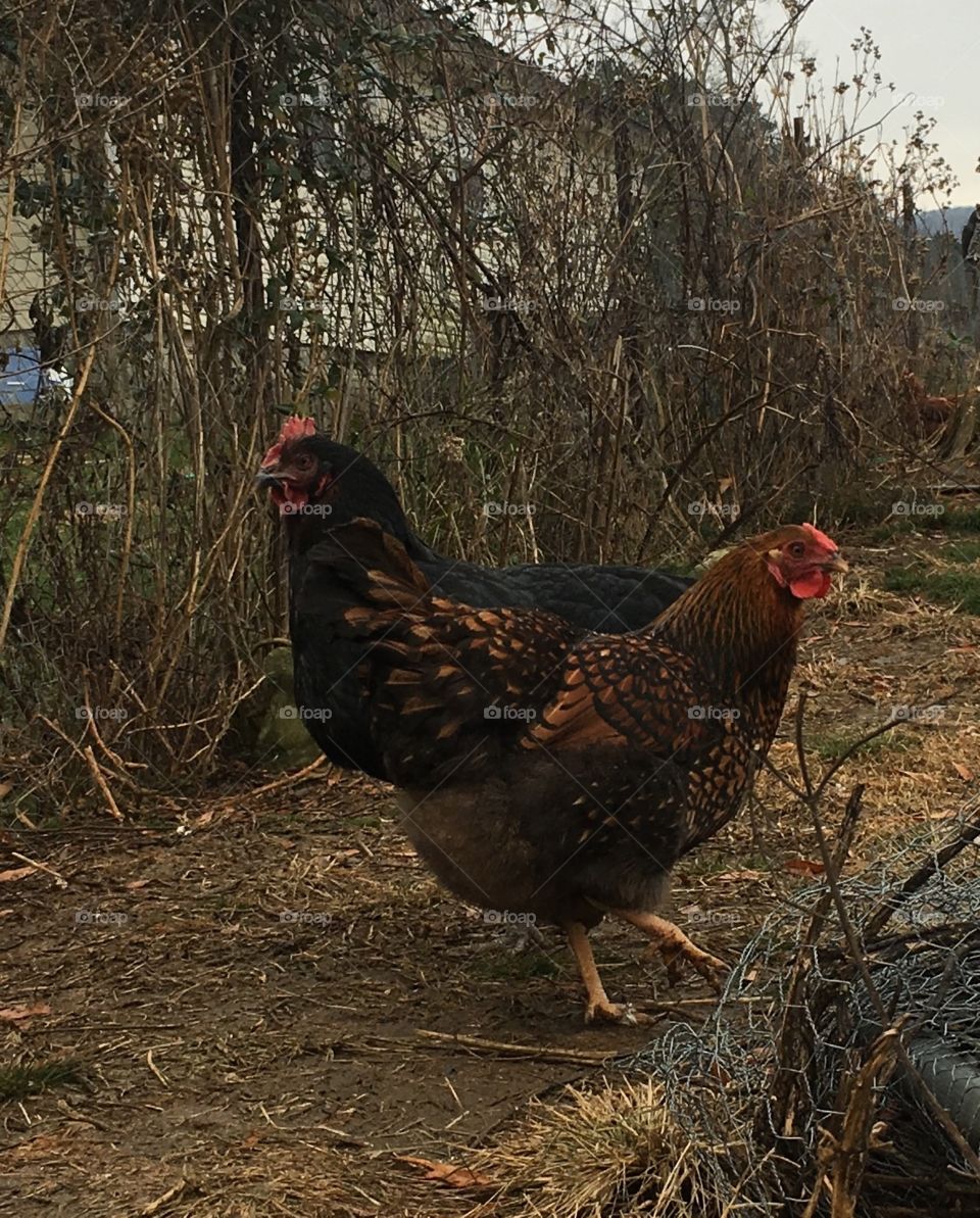 2 headed chicken 
