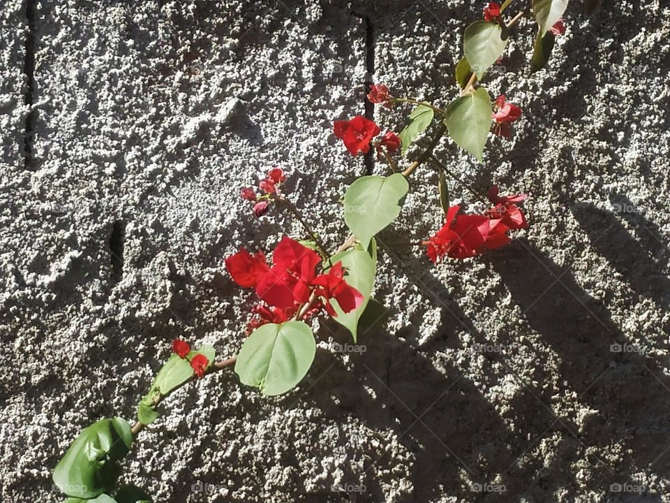 Nature walks... A branch of a planta called spring in the Sun, branched plant from wich flowers of different colors sprout.