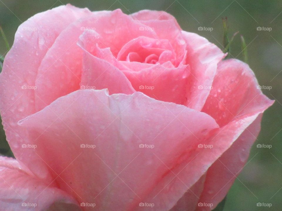 pastel pink rose