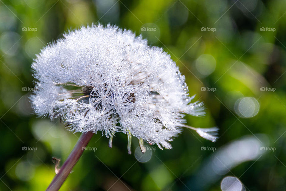 Dandelion in Early Dew