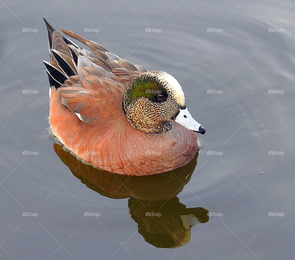 Cinnamon Teal Duck