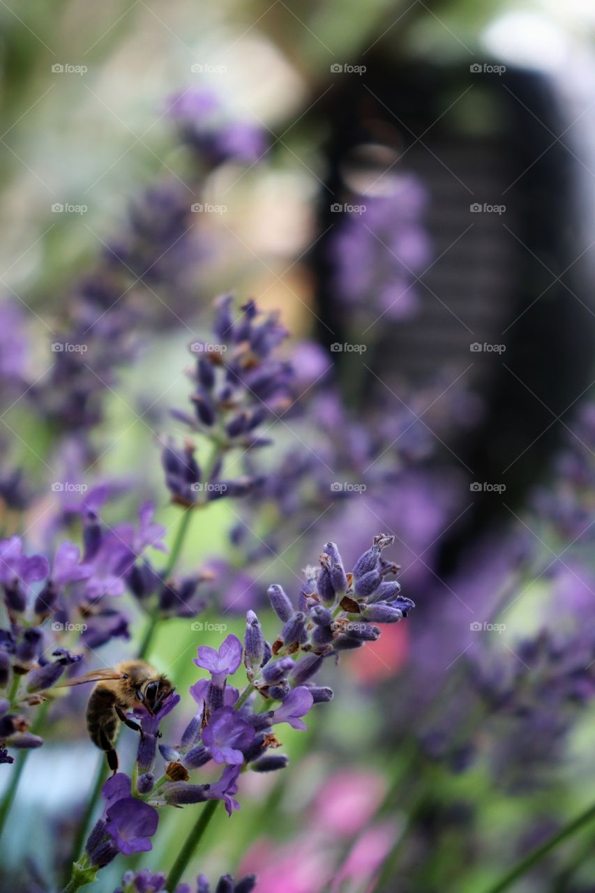 a bee in lavender