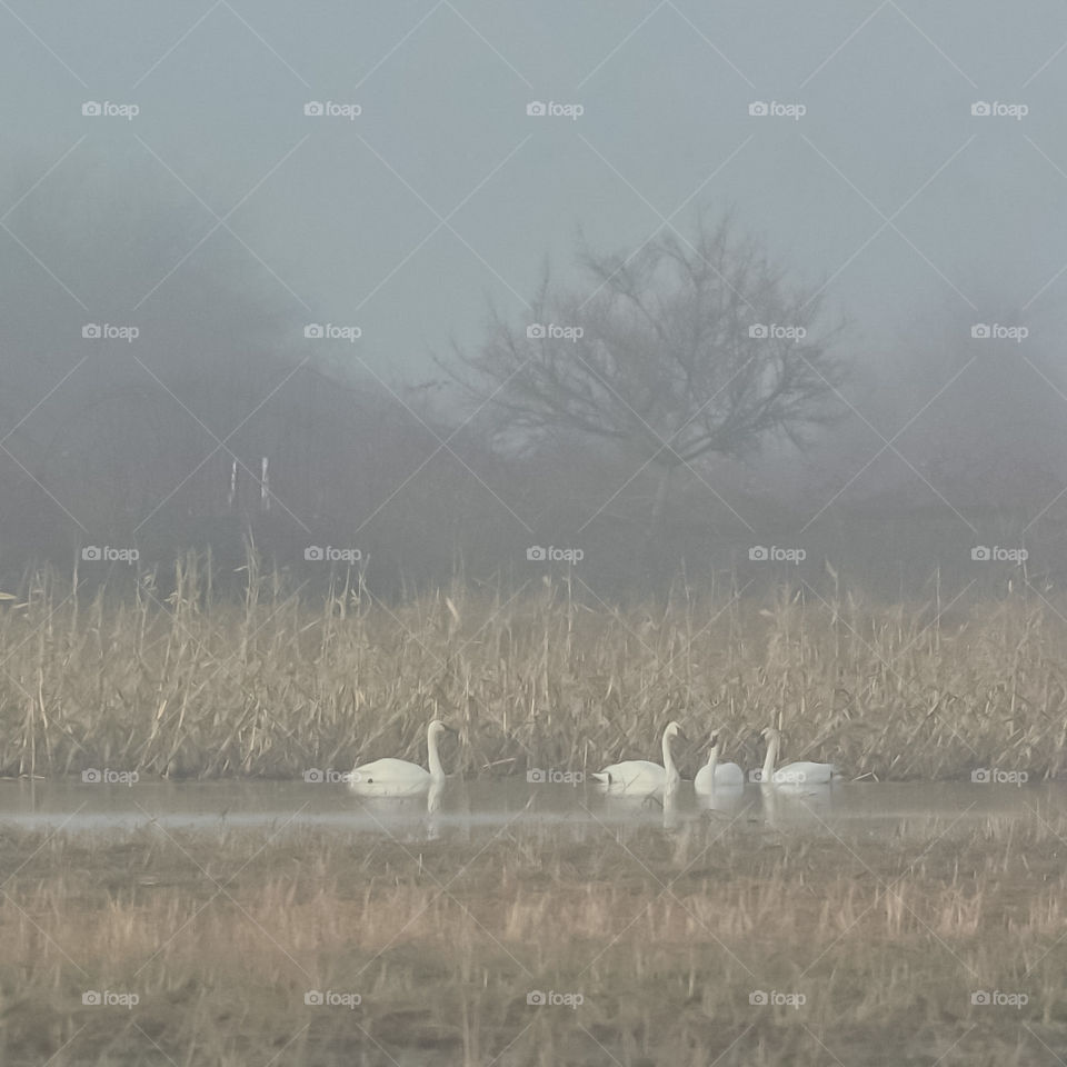 Trumpeter Swans in the mist