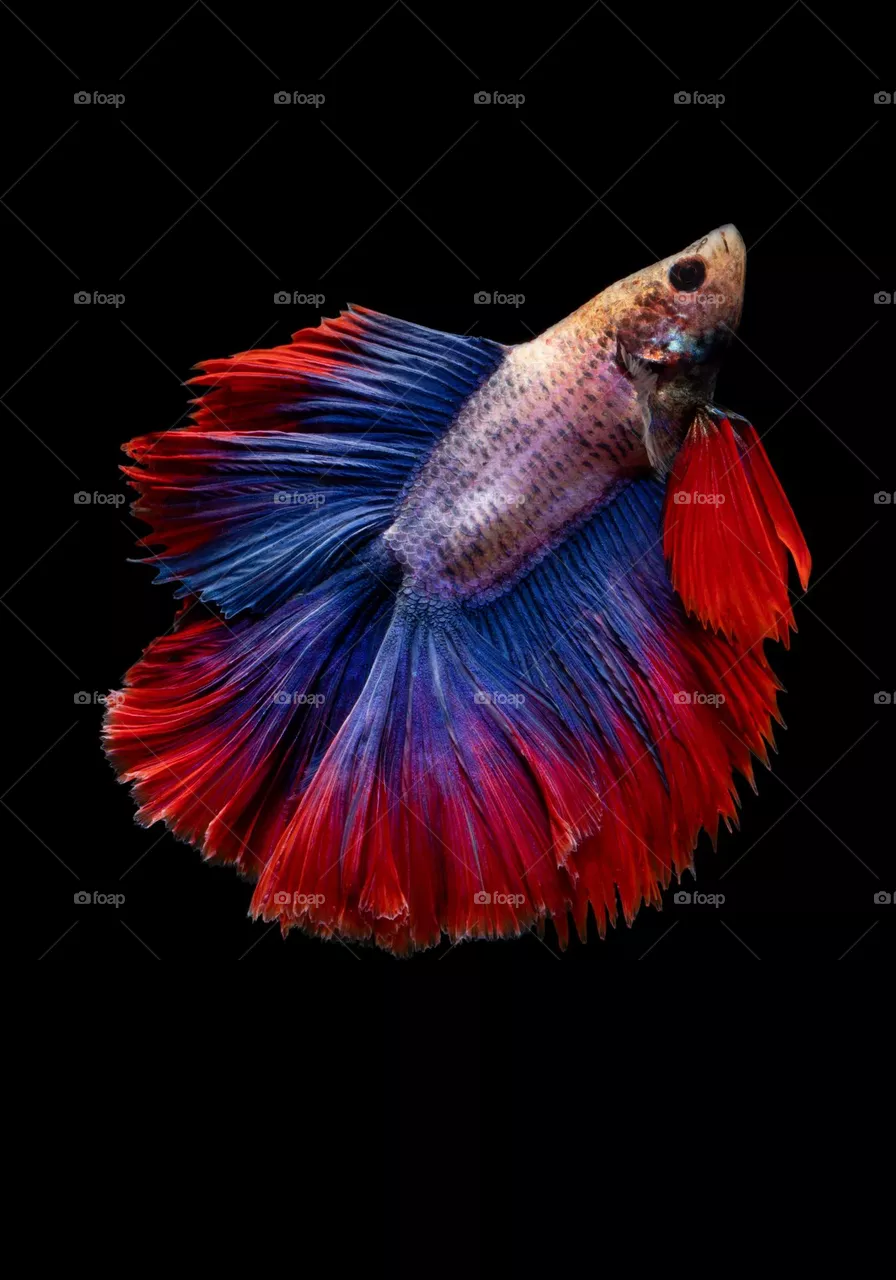 Beautiful colourful fish