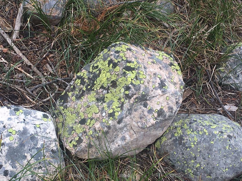 Cool mossy rock