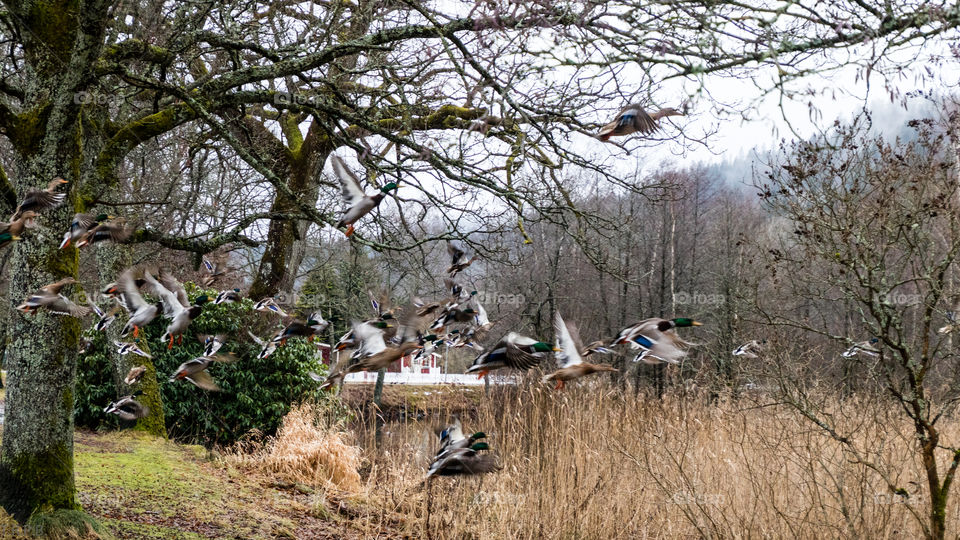 mallard ducks taking flight over the lake