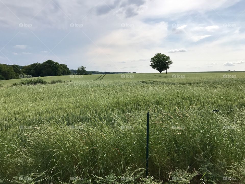 Champs de blé avant récolté 