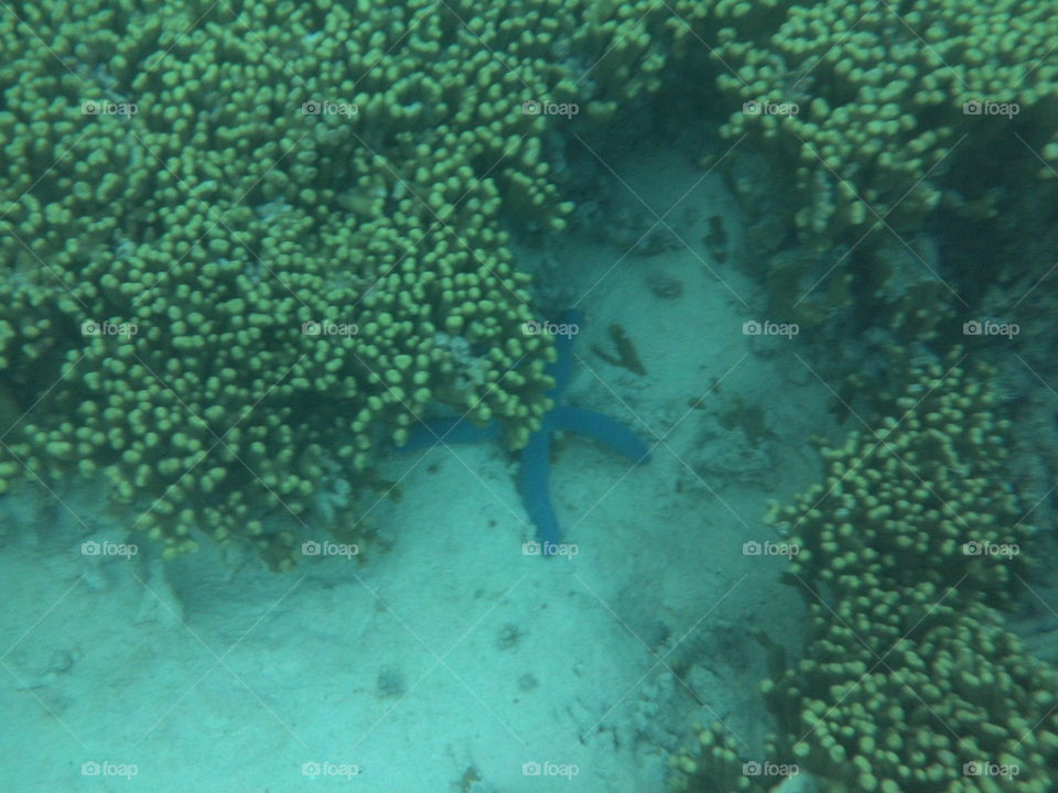Snorkeling in Ypao bay, Guam. Bright blue starfish visible sneaking out under the coral