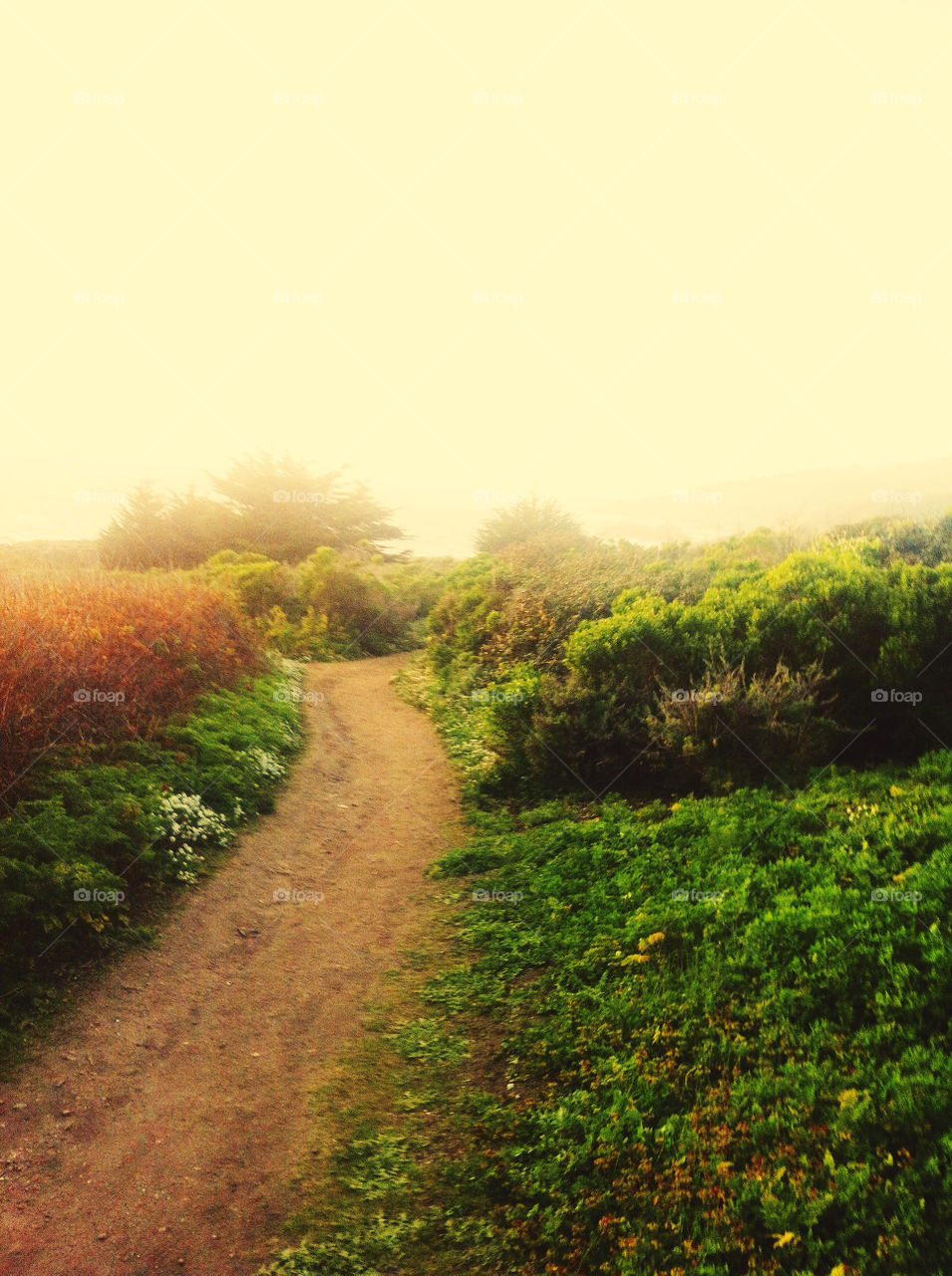 A path leading to the ocean at Big Sur, California.