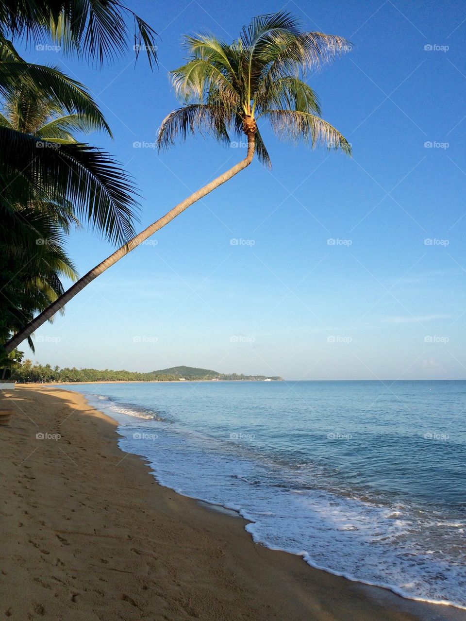 Coconut tree