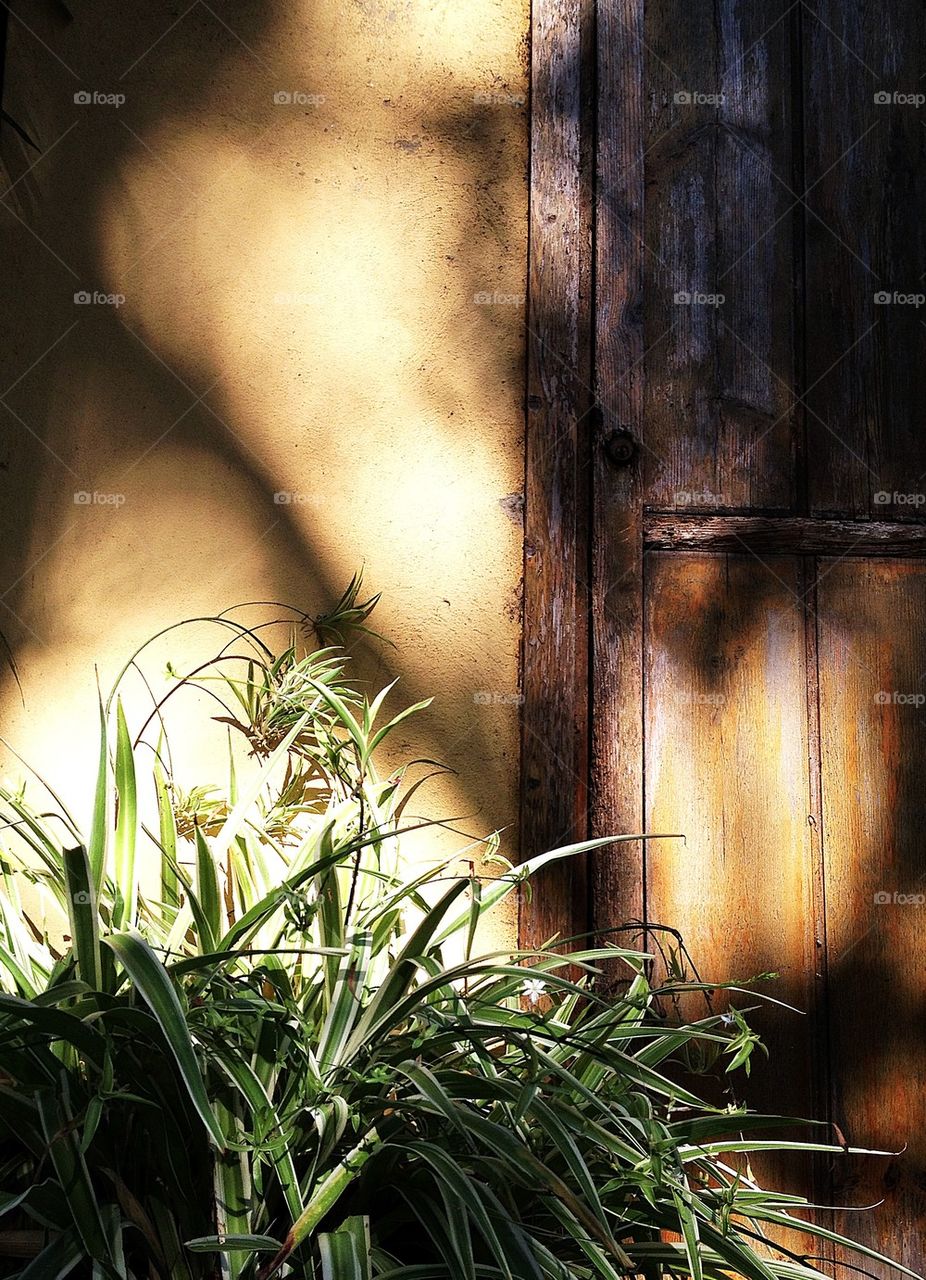 Sunlight falling on plant near rusty the door