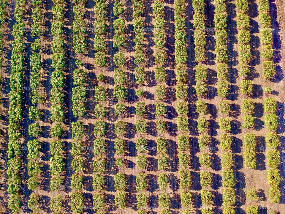 Mango tree plantation from the air