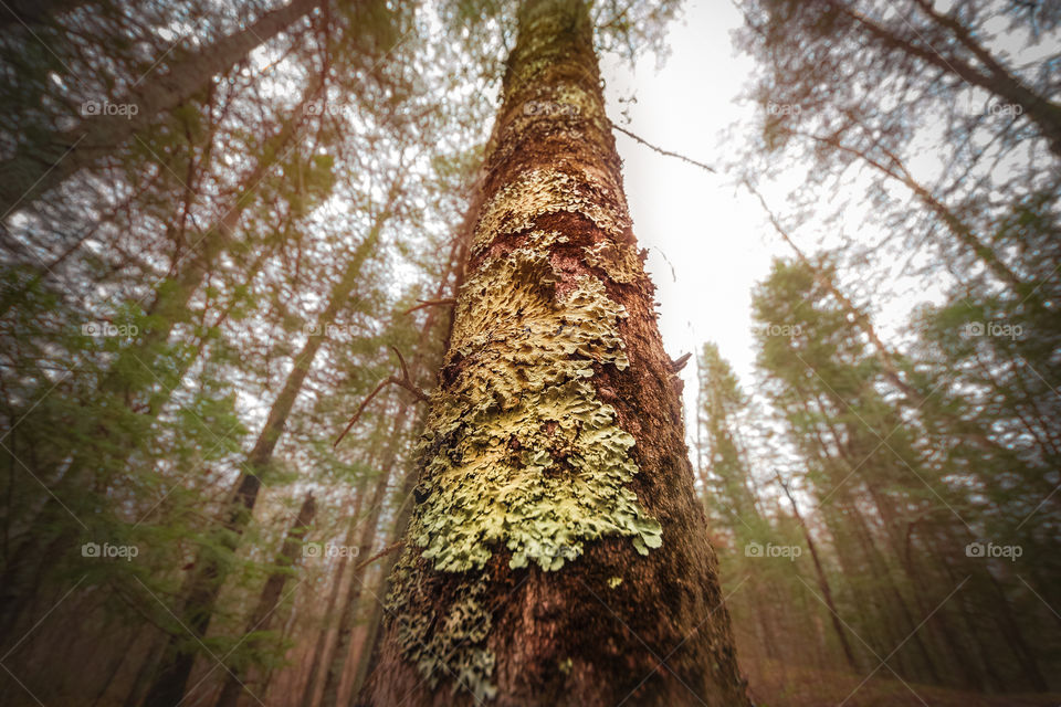 Lichen on pine tree
