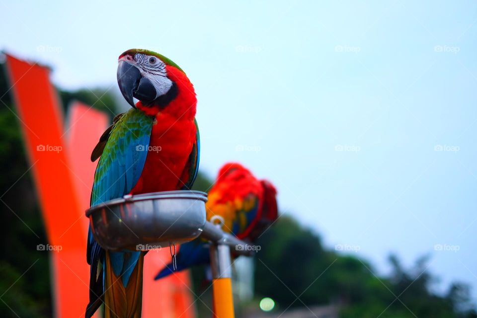Macaw