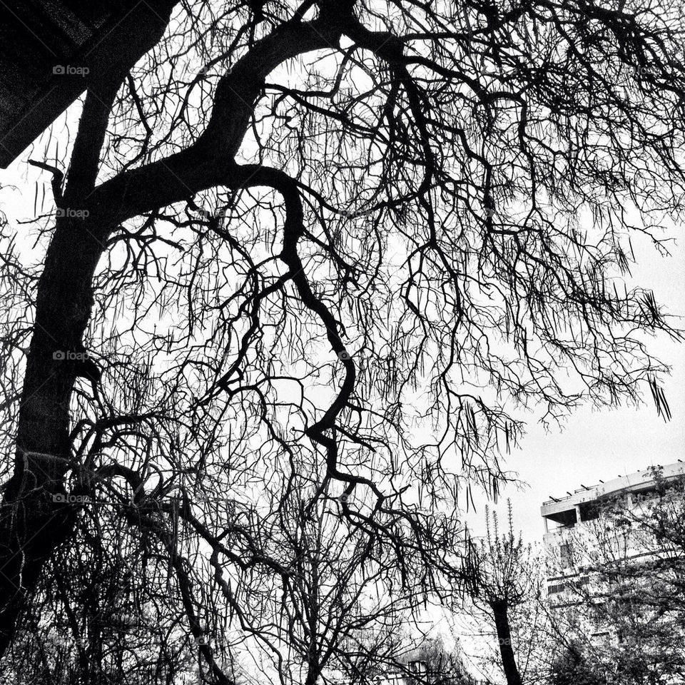 tree contrast russian federation blackandwhite by leonid
