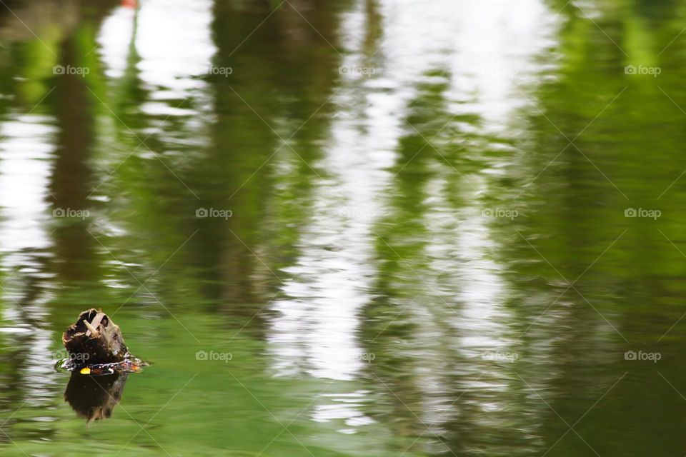 water and reflection