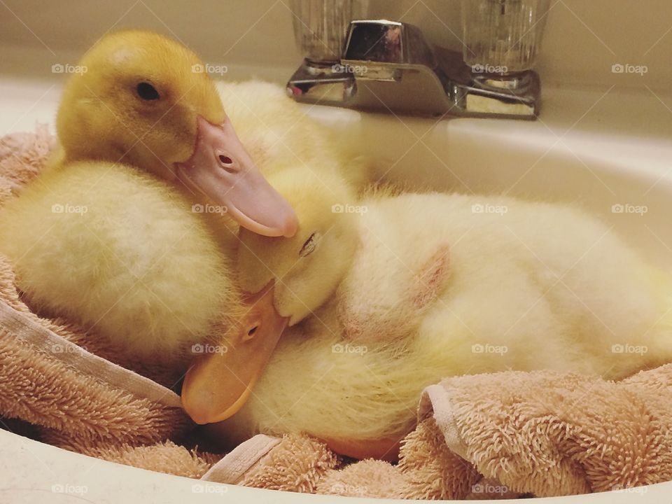 Sleepy ducks 