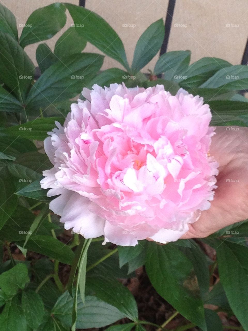 Peonies