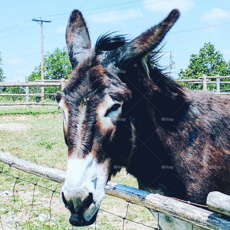 the sweetest mule ever