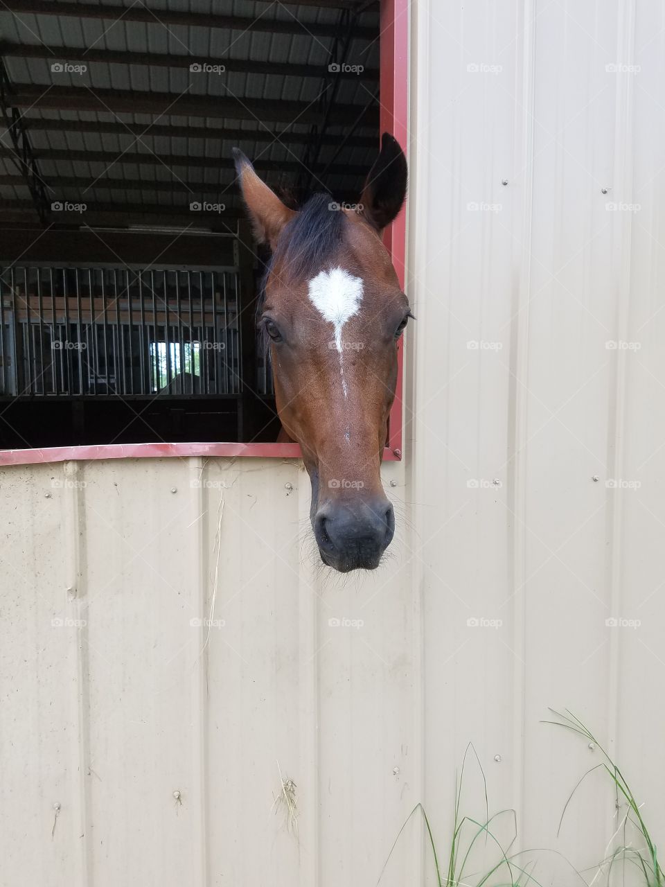 horse in barn window