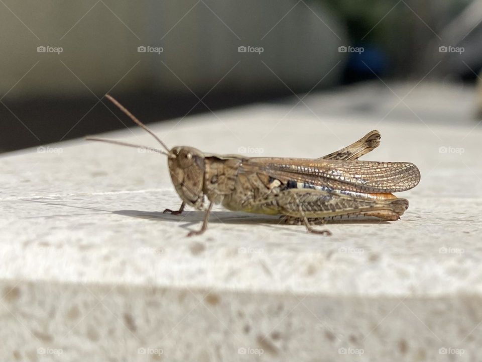 A grasshopper resting on a wall contemplating its next big leap.
