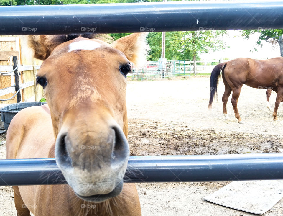 This foal wants to take a selfie with you